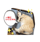 シナモン。日常（個別スタンプ：7）
