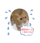 シナモン。日常（個別スタンプ：9）