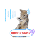 シナモン。日常（個別スタンプ：10）