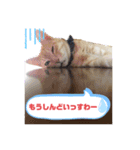 シナモン。日常（個別スタンプ：11）