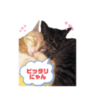 シナモン。日常（個別スタンプ：13）