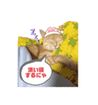 シナモン。日常（個別スタンプ：16）