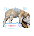 シナモン。日常（個別スタンプ：17）