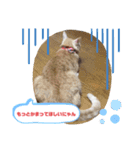 シナモン。日常（個別スタンプ：18）