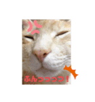 シナモン。日常（個別スタンプ：20）