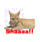 シナモン。日常（個別スタンプ：22）