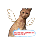 シナモン。日常（個別スタンプ：24）