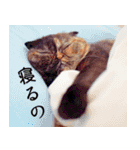 「うに」の顔芸な毎日（個別スタンプ：5）