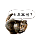 「うに」の顔芸な毎日（個別スタンプ：9）