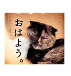 「うに」の顔芸な毎日（個別スタンプ：22）