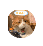 チョコラテスタンプ（個別スタンプ：1）