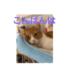 チョコラテスタンプ（個別スタンプ：2）