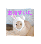 チョコラテスタンプ（個別スタンプ：18）