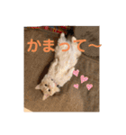チョコラテスタンプ（個別スタンプ：20）