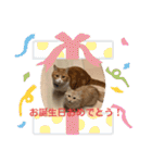 チョコラテスタンプ（個別スタンプ：25）