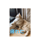 チョコラテスタンプ（個別スタンプ：30）