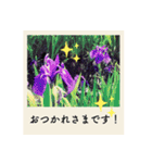 ポラロイド風 花と景色の写真スタンプ（個別スタンプ：2）