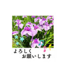 ポラロイド風 花と景色の写真スタンプ（個別スタンプ：6）