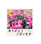 ポラロイド風 花と景色の写真スタンプ（個別スタンプ：10）