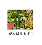 ポラロイド風 花と景色の写真スタンプ（個別スタンプ：12）