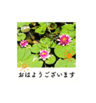 ポラロイド風 花と景色の写真スタンプ（個別スタンプ：14）