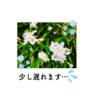 ポラロイド風 花と景色の写真スタンプ（個別スタンプ：19）