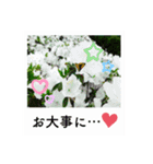 ポラロイド風 花と景色の写真スタンプ（個別スタンプ：23）