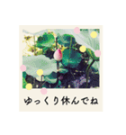 ポラロイド風 花と景色の写真スタンプ（個別スタンプ：24）
