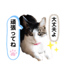 うきょきょのつぶやき・仲間たち4（個別スタンプ：5）