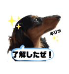 うきょきょのつぶやき・仲間たち4（個別スタンプ：6）