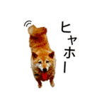 茨城在住の柴犬ももだよ（個別スタンプ：2）