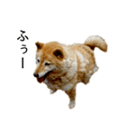 茨城在住の柴犬ももだよ（個別スタンプ：6）