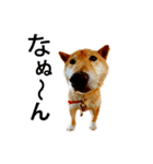 茨城在住の柴犬ももだよ（個別スタンプ：11）