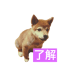 きなことおじさん（個別スタンプ：1）