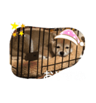 きなことおじさん（個別スタンプ：4）