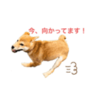 きなことおじさん（個別スタンプ：5）
