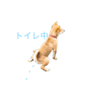 きなことおじさん（個別スタンプ：6）