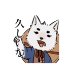 侍犬 しろ（個別スタンプ：3）