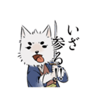 侍犬 しろ（個別スタンプ：12）