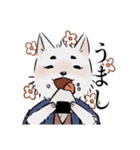 侍犬 しろ（個別スタンプ：13）