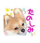 コレン（個別スタンプ：1）