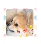 コレン（個別スタンプ：10）