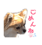 コレン（個別スタンプ：11）