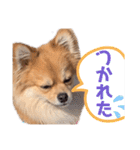 コレン（個別スタンプ：13）