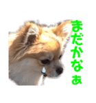コレン（個別スタンプ：15）