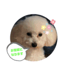 しろプーえる（個別スタンプ：4）