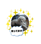 しろプーえる（個別スタンプ：6）
