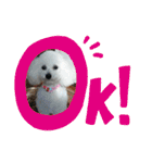 しろプーえる（個別スタンプ：8）
