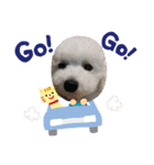 しろプーえる（個別スタンプ：10）