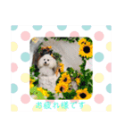 しろプーえる（個別スタンプ：24）